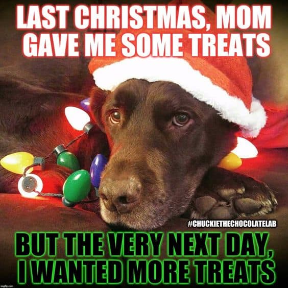 Dog Memes christmas